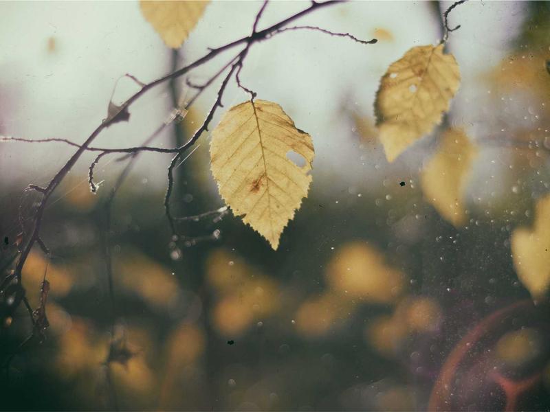 核爆后的彩虹<br>qyi4ujty.cn 变异生物图鉴